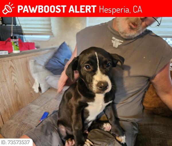 Lost Male Dog last seen C Ave and Main, Hesperia, CA 92345