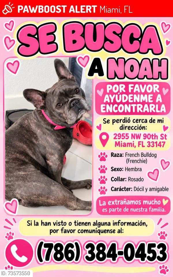 Lost Female Dog last seen Near Calle 27 ave, Miami, FL 33147