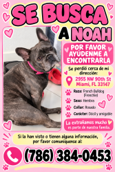 Lost Female Dog last seen Near Calle 27 ave, Miami, FL 33147