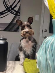 Lost Female Dog last seen Near Highway 304 Bastrop, Bastrop, TX 78602