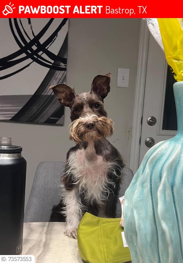 Lost Female Dog last seen Near Highway 304 Bastrop, Bastrop, TX 78602