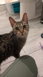 Found/Stray Female Cat last seen North troy st 60618, Chicago, IL 60618