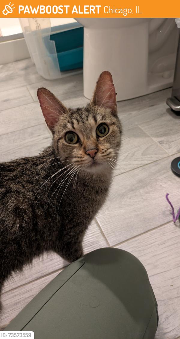 Found/Stray Female Cat last seen North troy st 60618, Chicago, IL 60618