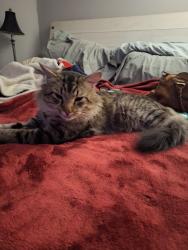 Reunited Male Cat last seen Low middle area of hosp Hill Whitwell st., Quincy, MA 02169