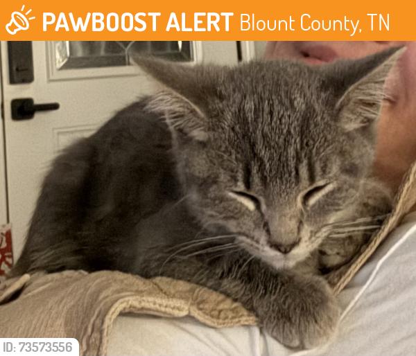 Found/Stray Unknown Cat last seen Chota Rd, Blount County, TN 37803