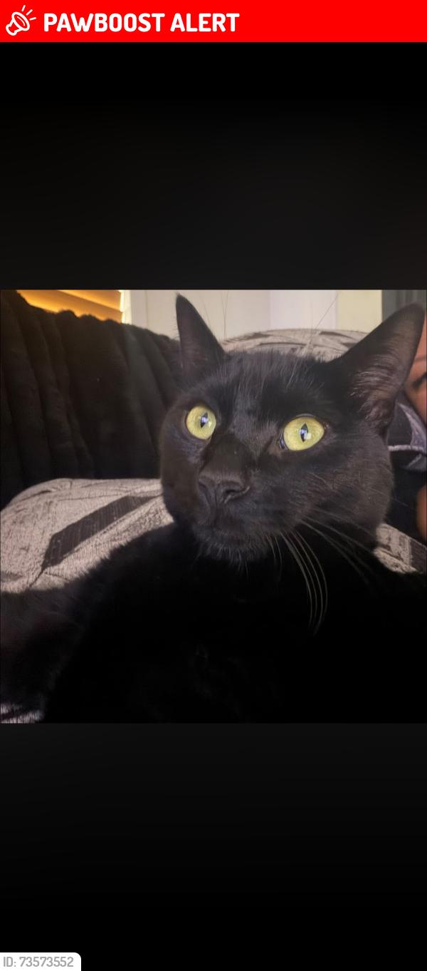 Lost Male Cat last seen Off of tomahawk in Apache Junction, Apache Junction, AZ 85119
