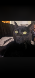 Lost Male Cat last seen Off of tomahawk in Apache Junction, Apache Junction, AZ 85119