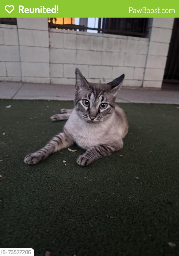 Reunited Male Cat last seen Lexington & N Westmoreland, Los Angeles, CA 90029