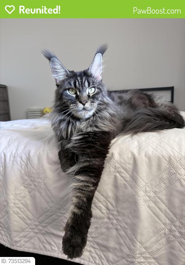 Reunited Female Cat last seen Near S Lyon St, Santa Ana, CA 92705