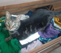 Lost Male Cat last seen 81st & Browne (N of Summitview), Yakima, WA 98908