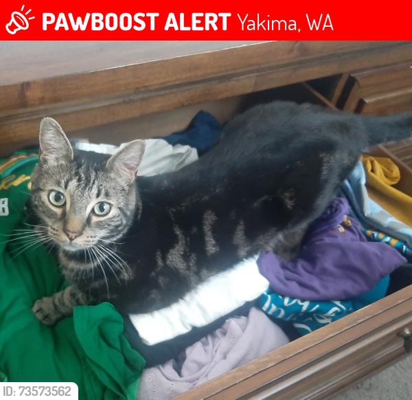 Lost Male Cat last seen 81st & Browne (N of Summitview), Yakima, WA 98908