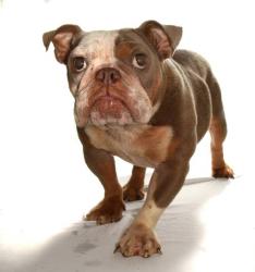 Reunited Female Dog last seen NE 57th Ct, Oakland Park, FL 33334, USA, Oakland Park, FL 33334