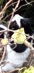 Found/Stray Male Cat last seen Cole/Belvedere, San Francisco, CA 94117