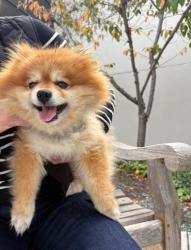 Reunited Male Dog last seen Tennyson St., Hayward, CA 94545