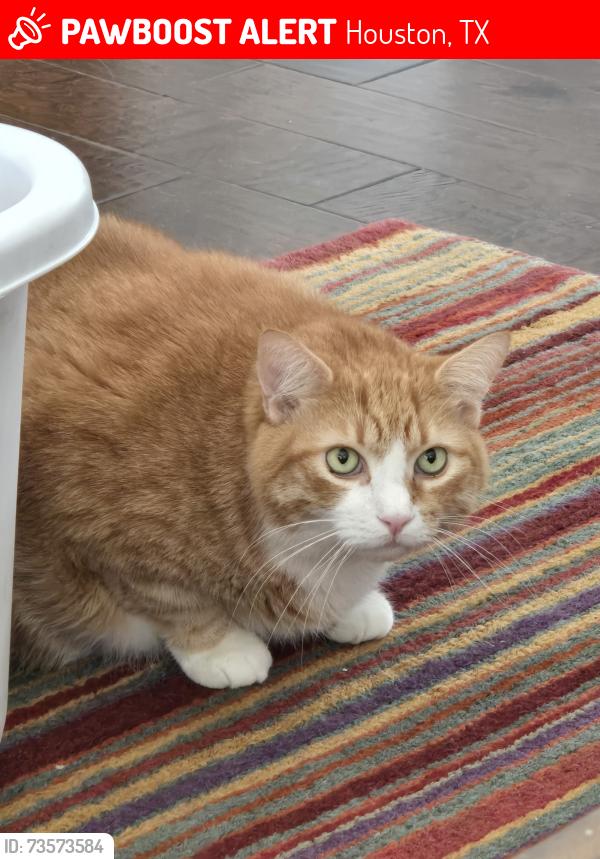 Lost Male Cat last seen Parkway Point Dr, Houston, TX 77094
