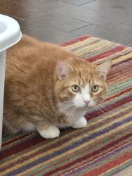 Lost Male Cat last seen Parkway Point Dr, Houston, TX 77094
