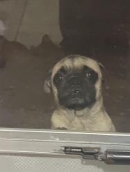 Found/Stray Male Dog last seen Crockerhill, Dallas, TX 75211