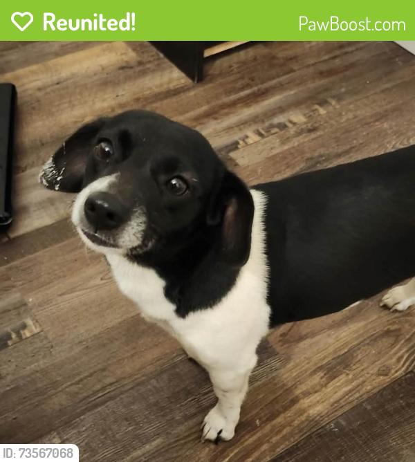 Reunited Female Dog last seen Milwaukee &27th street, Lubbock, TX 79407