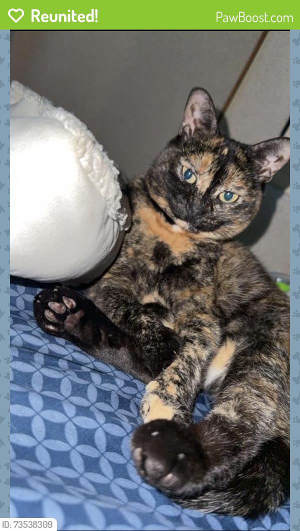 Reunited Female Cat last seen Lake Ridge Dr and Plainview Rd, Dandridge, TN 37725