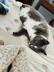 Lost Male Cat last seen Near E Dublin Granville Rd, Columbus, OH 43229