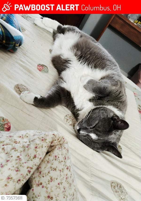 Lost Male Cat last seen Near E Dublin Granville Rd, Columbus, OH 43229