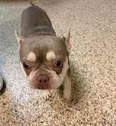 Reunited Male Dog last seen Gandy Blvd between MacDill and Bayshore, Tampa, FL 33611