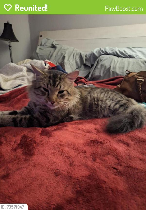 Reunited Male Cat last seen Low middle area of hosp Hill Whitwell st., Quincy, MA 02169