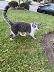 Found/Stray Unknown Cat last seen Alluvial and Chestnut, Fresno, CA 93720