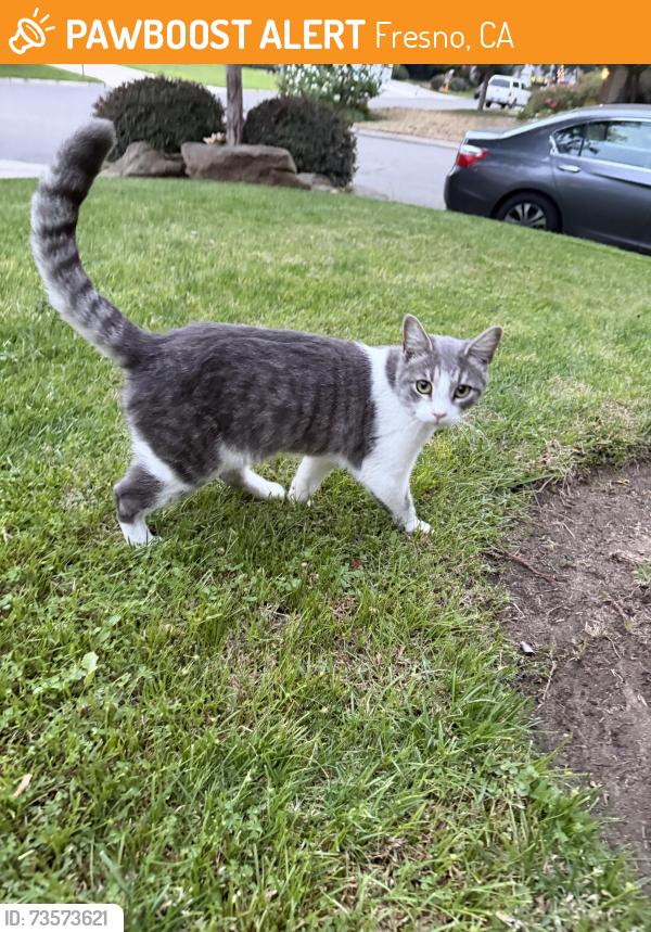 Found/Stray Unknown Cat last seen Alluvial and Chestnut, Fresno, CA 93720