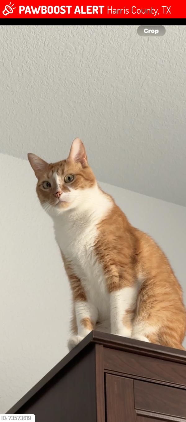 Lost Male Cat last seen Saint green dr. Cypress green community, Harris County, TX 77377