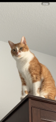 Lost Male Cat last seen Saint green dr. Cypress green community, Harris County, TX 77377