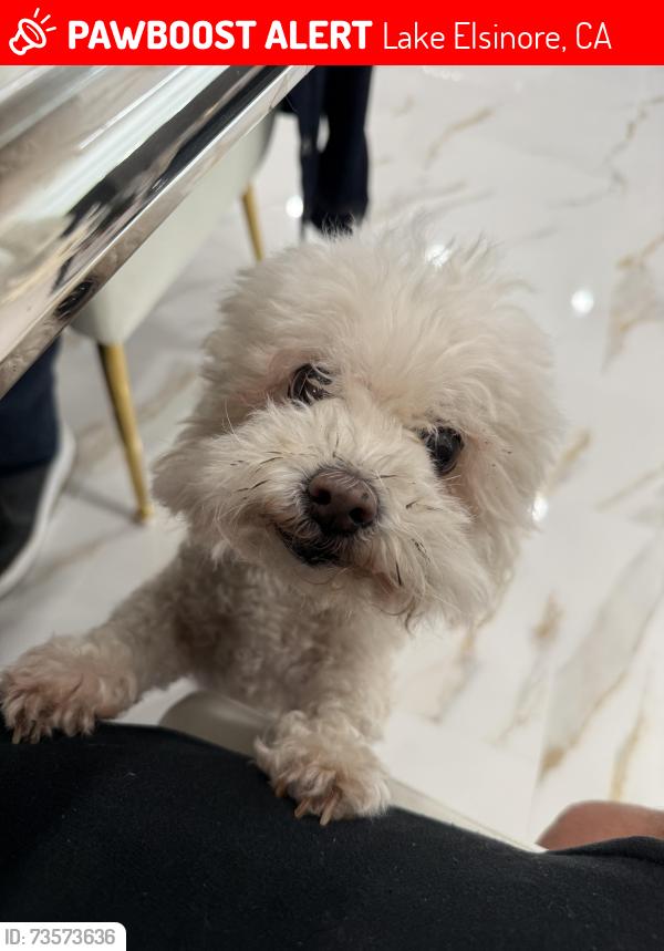 Lost Female Dog last seen Grand Ave and Toft Drive, Lake Elsinore, CA 92530