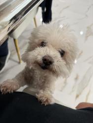Lost Female Dog last seen Grand Ave and Toft Drive, Lake Elsinore, CA 92530
