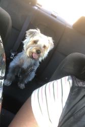 Lost Male Dog last seen West oak mall, Houston, TX 77077