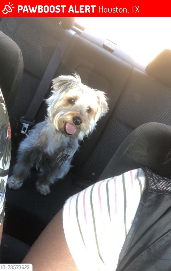 Lost Male Dog last seen West oak mall, Houston, TX 77077