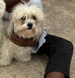 Found/Stray Female Dog last seen Parkplace ridge street in Parkplace heights, Princeton, TX 75407