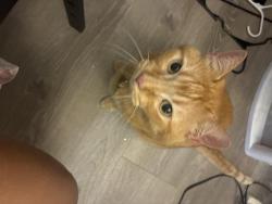 Reunited Male Cat last seen Near nw 5th ave Boca Raton, Boca Raton, FL 33431