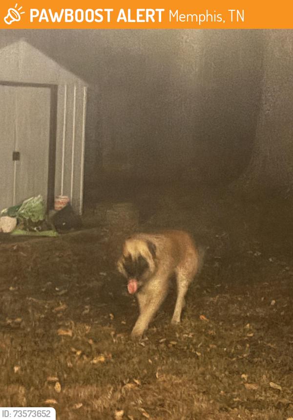 Found/Stray Unknown Dog last seen , walnut grove. Peg lane, Memphis, TN 38117