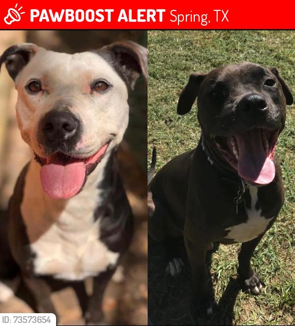 Lost Female Dog last seen Birnham wood, Spring, TX 77373