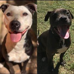 Lost Female Dog last seen Birnham wood, Spring, TX 77373
