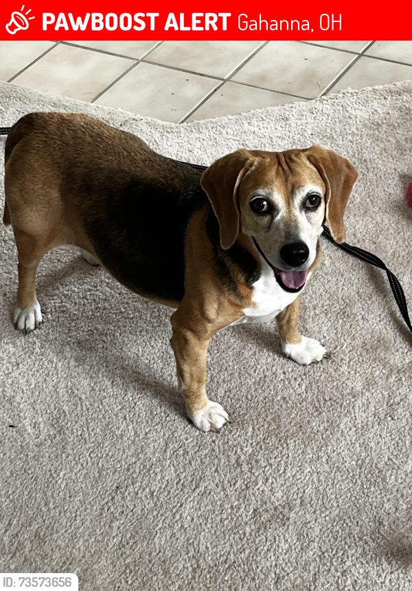 Lost Female Dog last seen Polo Club cndmniums - Morse RD, Gahanna, OH 43230