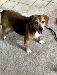 Lost Female Dog last seen Polo Club cndmniums - Morse RD, Gahanna, OH 43230