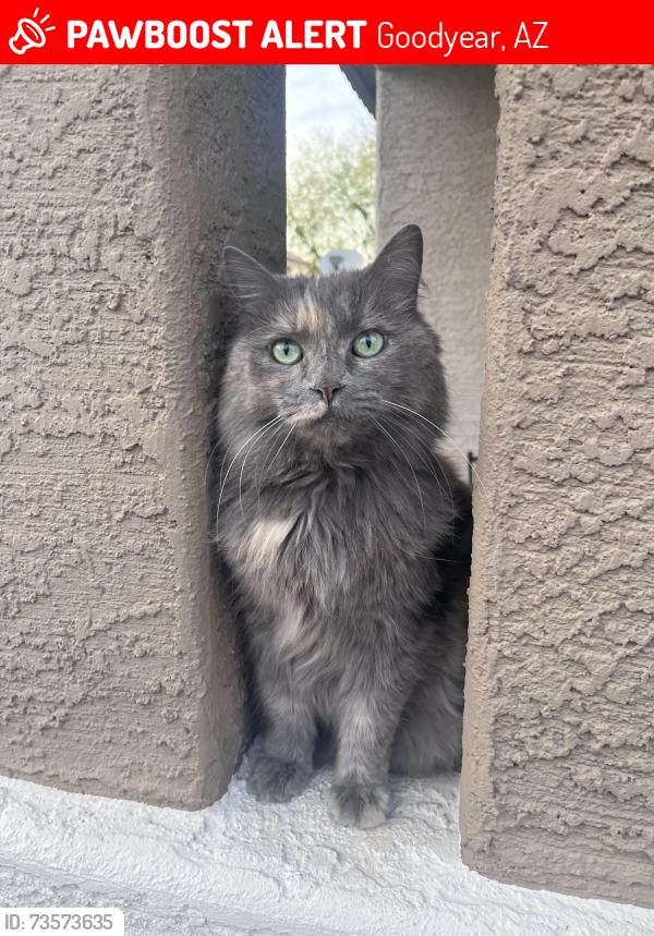 Lost Female Cat last seen W Monroe Street & N 152nd Ave, Goodyear, AZ 85338