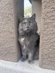 Lost Female Cat last seen W Monroe Street & N 152nd Ave, Goodyear, AZ 85338