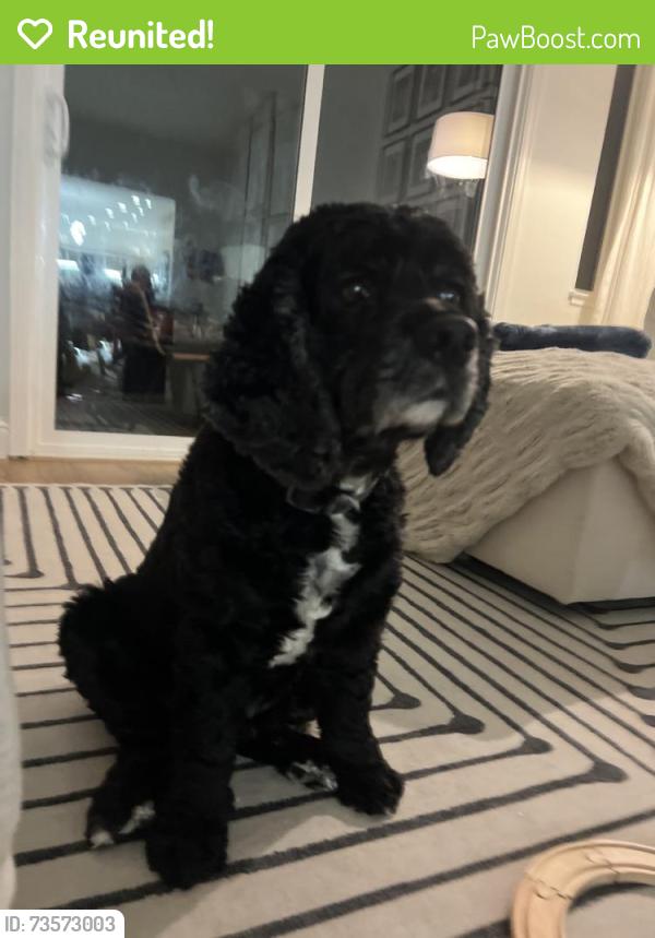Reunited Male Dog last seen San antonio dr, Walnut Creek, CA 94598
