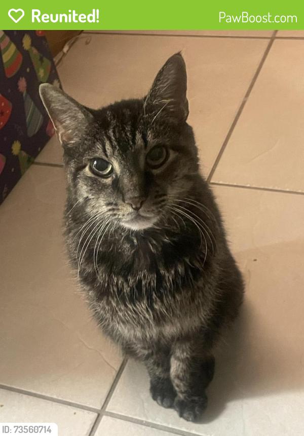 Reunited Male Cat last seen Edison mall, Fort Myers, FL 33901