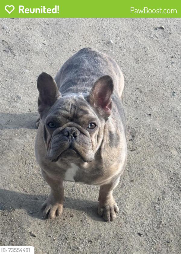 Reunited Male Dog last seen Near Stonebridge Ct, Tulare, CA 93274, USA, Tulare, CA 93274