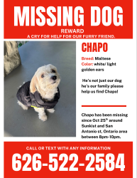 Lost Male Dog last seen Euclid and Vine, Ontario, CA 91762