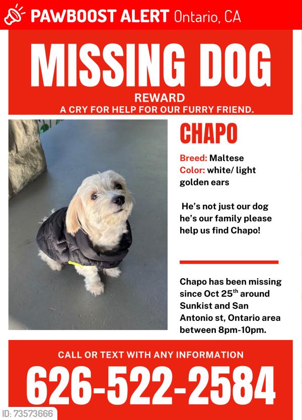 Lost Male Dog last seen Euclid and Vine, Ontario, CA 91762