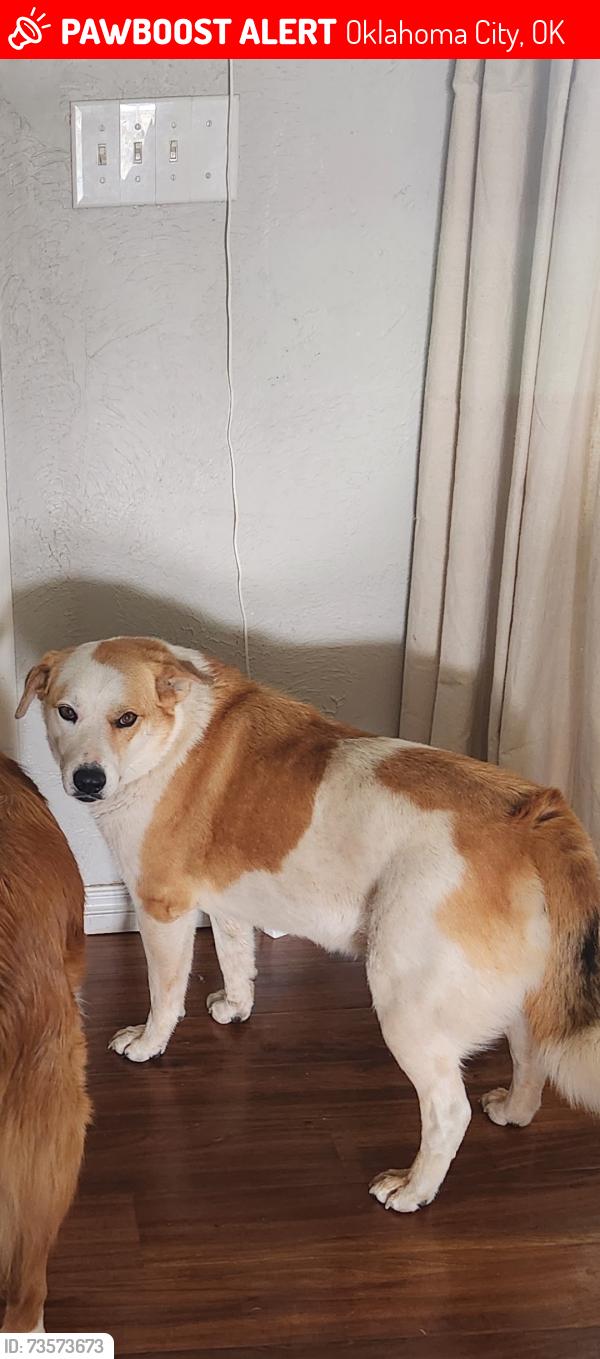 Lost Female Dog last seen 134th and hiwassee, Oklahoma City, OK 73165